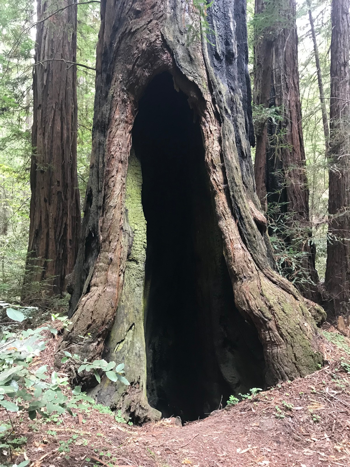 Door to the redwoods