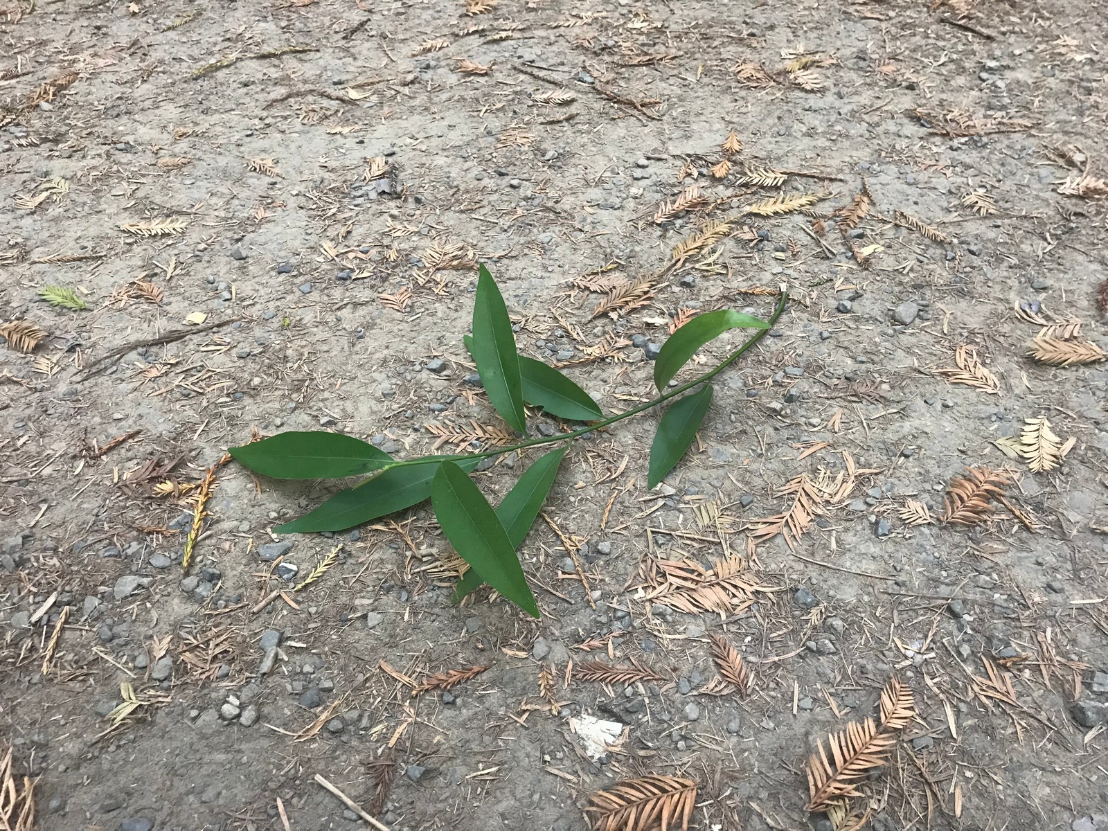 Picture of a bay leaf