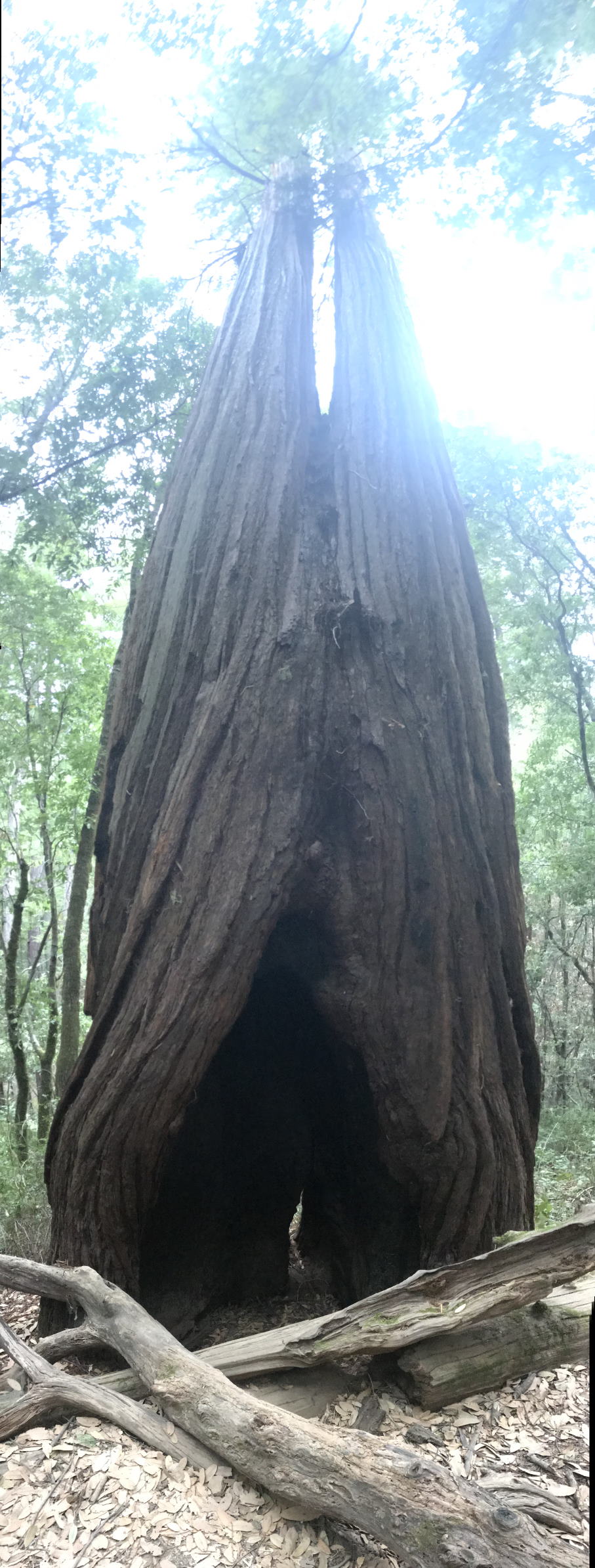 The two redwoods growing up together